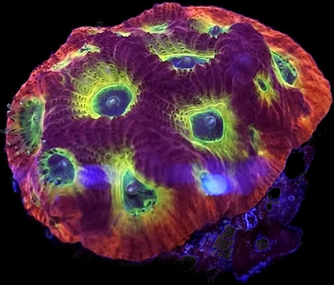 Favites Sector 001 frag - comprar online