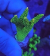 Acropora Gb Spectrum - comprar online