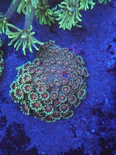Goniopora Lobata - comprar online