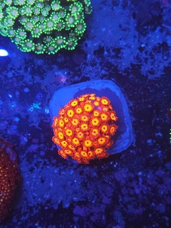 Goniopora Red metallic - comprar online