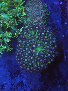 Goniopora Purple - comprar online