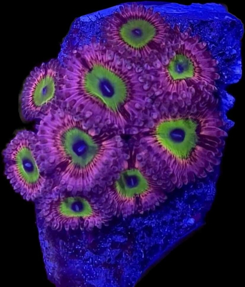 Zoa Pink hippo x polipo