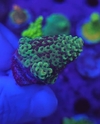 Acropora Humillis - comprar online