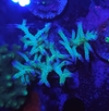 Seriatopora Hystrix Ponape - comprar online