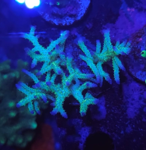 Seriatopora Hystrix Ponape - comprar online