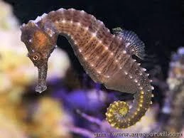 Hipocampus Erectus - comprar online