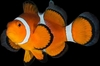 Amphiprion Ocellaris