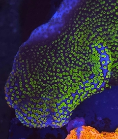 Montipora Rainbow - comprar online