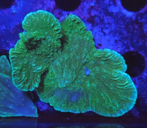 Montipora Green - comprar online