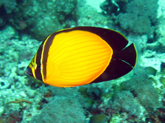 Chaetodon Melapterus - comprar online
