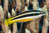 Diproctacanthus Xanthurus