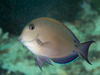 Acanthurus Nigricauda