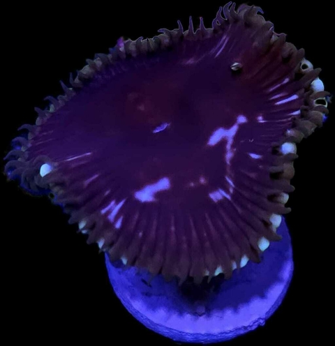 Palythoa Purple Death colonia