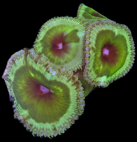 Paly Emerald Grandis frags a partir de dos polipos