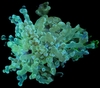Euphyllia Paradivisa por cabeza