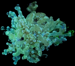 Euphyllia Paradivisa por cabeza