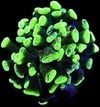 Euphyllia Parancora hammer green