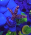 Acropora Pinck Cadillac - comprar online