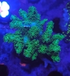 Pocillopora Lemon Lime - comprar online