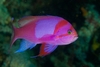 pseudanthias pleurotaenia