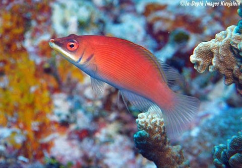 Pseudocheilinus Evanidus