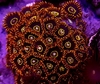 Zoas Rainbow Hornets x polipo