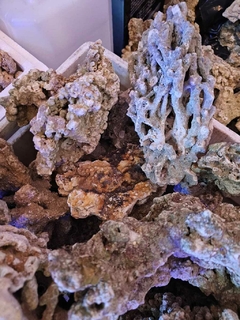 Roca natural Indonesia seca x peso (curada) - comprar online