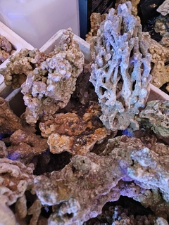 Roca natural Indonesia seca x peso en internet