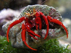 Paguristes Cadenati
