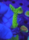 Acropora Green Slimmer - comprar online