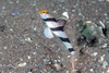 stonogobiops xanthorhinica