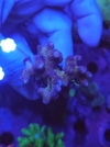 Stylophora Milka - comprar online
