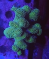 Stylopora Pistilata - comprar online