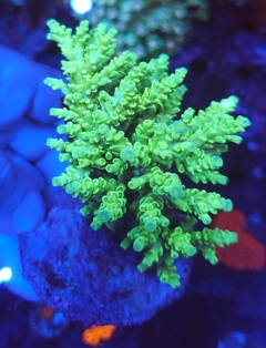 Acropora Tenuis - comprar online