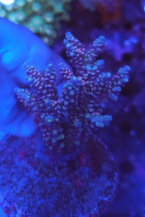Acropora Tenuis - comprar online