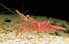 Rhynchocinites -Camel Shrimps-