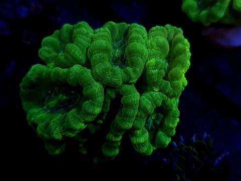Caulastrea Hulk