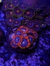 Zoas Spiderman