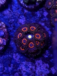 zoas firestorm