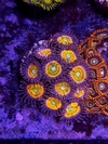 Zoas Sunny x polipo