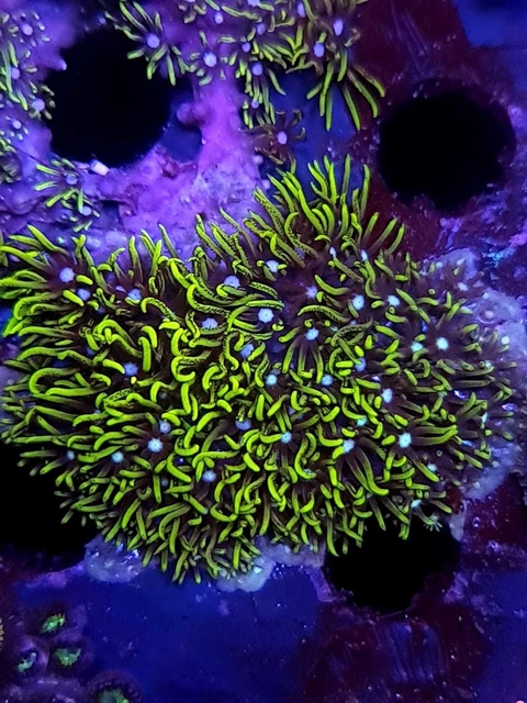 Pachyclavularia Neon Green - comprar online