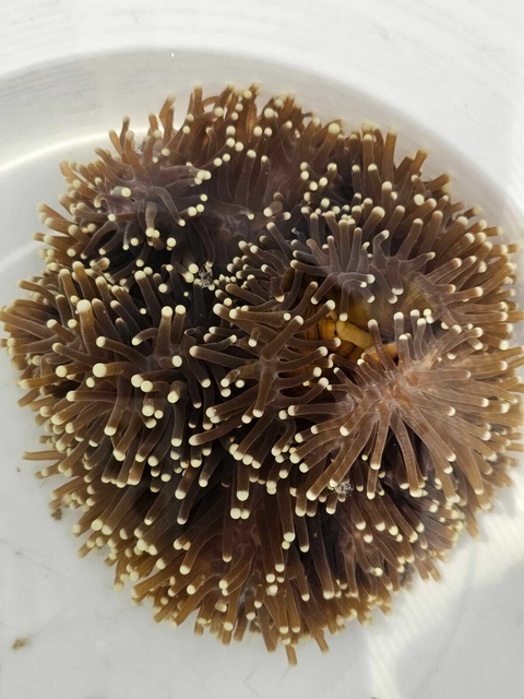 Heteractis Magnifica