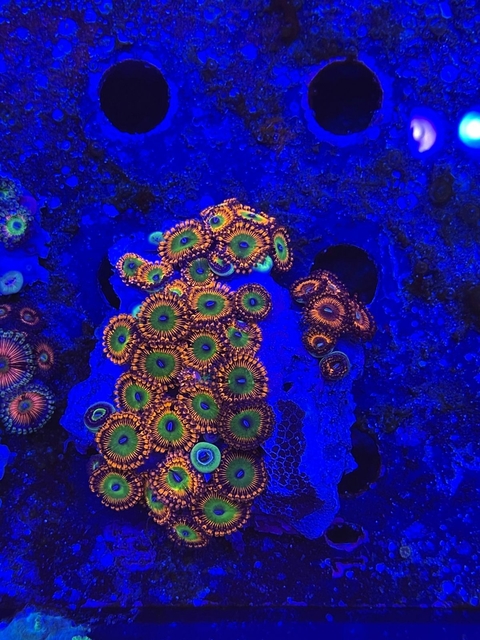 Zoa Candy Apple x Polipo