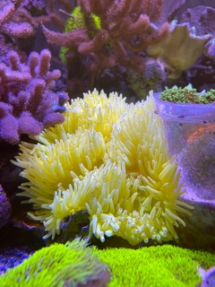 Heteractis Malu Ultra Yellow