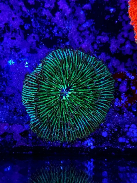 Fungia Green