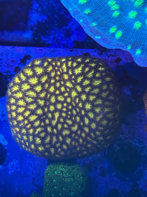 Leptastrea frag - comprar online