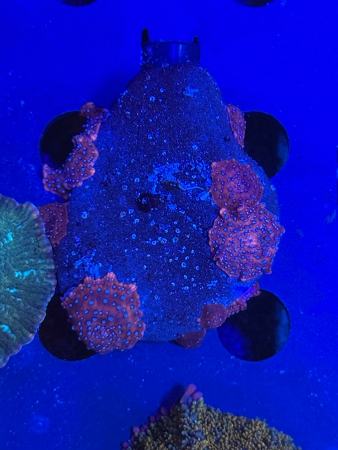 Actinodiscus Superman