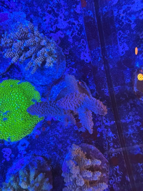 Acropora Robusta - comprar online