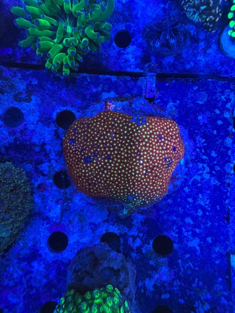 Microgoniopora - comprar online