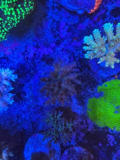 Acropora Millepora Azul - comprar online